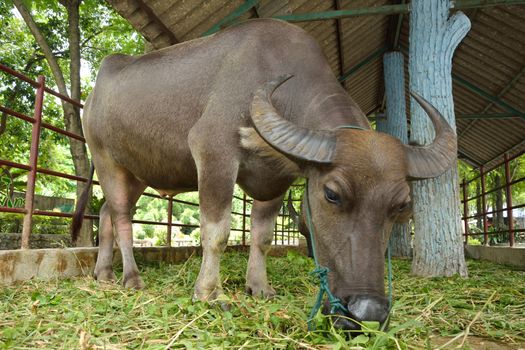 Thai buffalo in the zoo