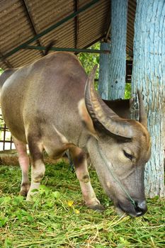 Thai buffalo in the zoo