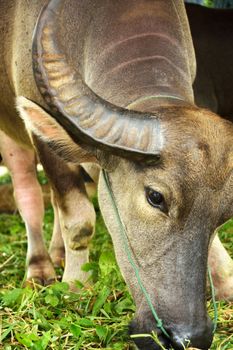 Thai buffalo in the zoo