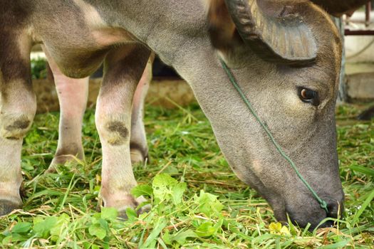 Thai buffalo in the zoo