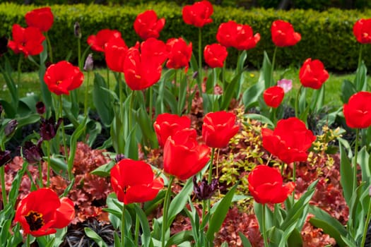 Flowers in a botanical garden