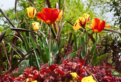 Fresh colorful tulips in warm sunlight