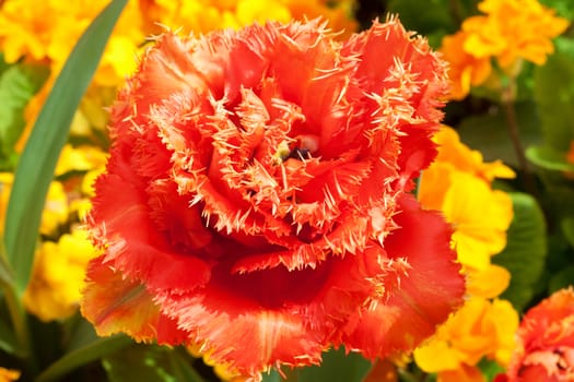 Flowers in a botanical garden