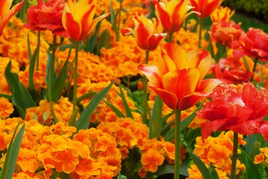 Orange and red flowers in a botanical garden