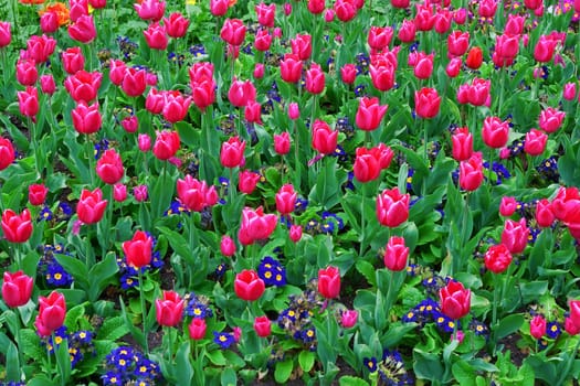 Red tulips and blue flowers