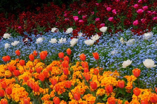 Flowers in a botanical garden