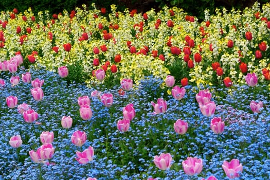 Flowers in a botanical garden