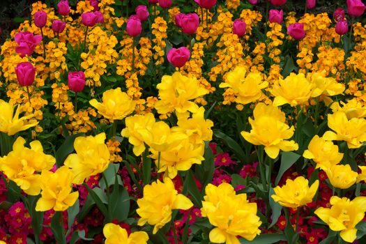 Flowers in a botanical garden