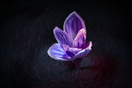 Pickwick crocus flower on the black soil background with ruby-colored backlight