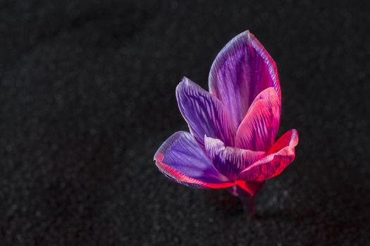 crocus flower on the black sand background with ruby-colored backlight