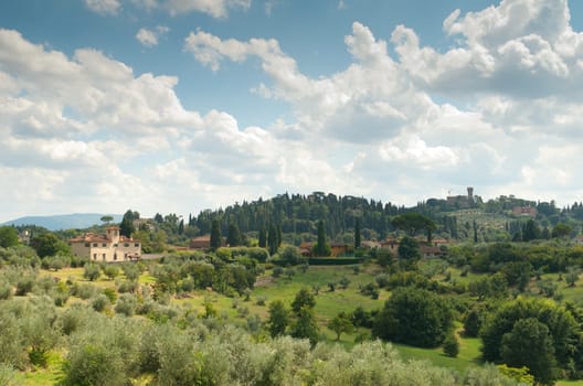 landscape whit olive trees, Toscana, Italy