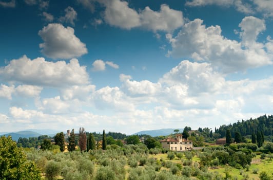 landscape whit olive trees, Toscana, Italy