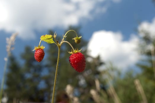 strawberry