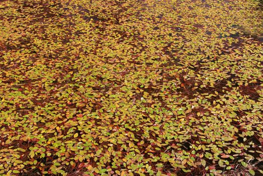 Leaves in swamp - texture