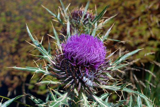 Milk thistle