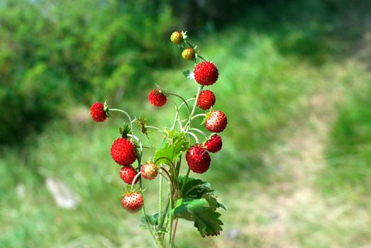 Wild strawberries