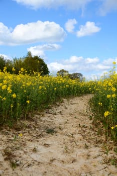 Path leading through a field of yellow oilseed rape with a blue sky above