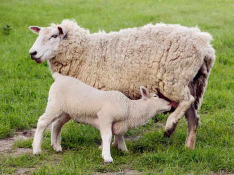 Young lamb suckling at the teat of its mother in a green field