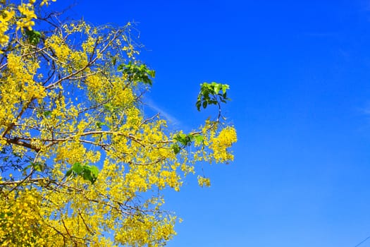 Cassia Fistula in clear blue sky. national tree of Thailand