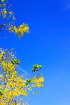 Cassia Fistula in clear blue sky. national tree of Thailand