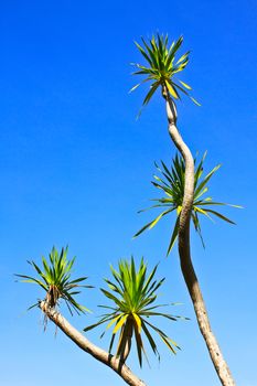 Dracaena tree,  bue sky natural background