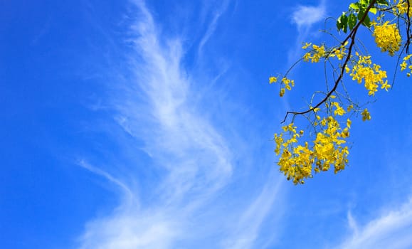 Cassia Fistula in clear blue sky. national tree of Thailand