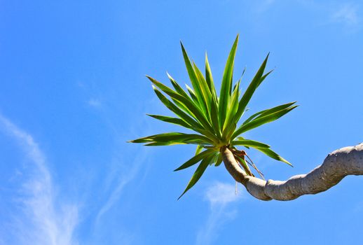 Dracaena tree,  bue sky natural background