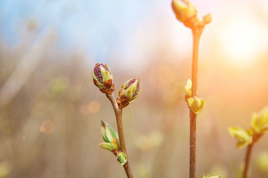 buds of thees in spring