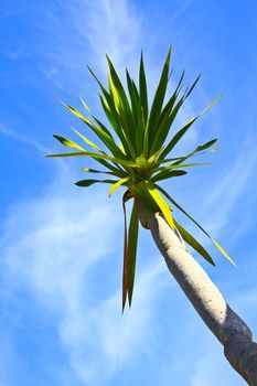 Dracaena tree,  bue sky natural background