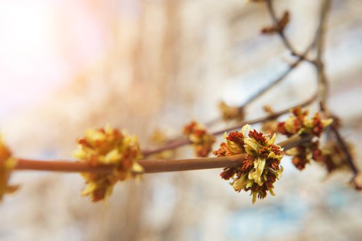 buds of thees in spring