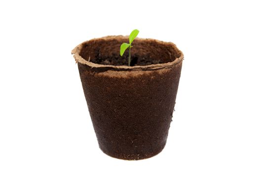 new sprout of tomato in turf pot