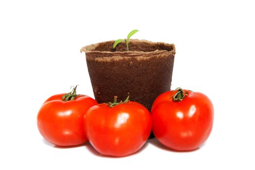 new sprout of tomato and the same vegetables