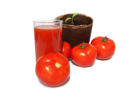 seedling of tomato, the same vegetables and juice