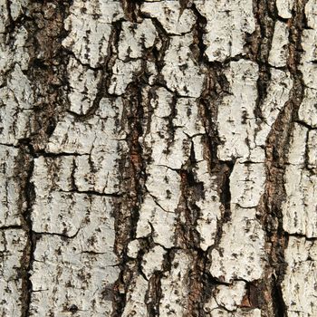 Close up texture of fracture on the tree bark. 