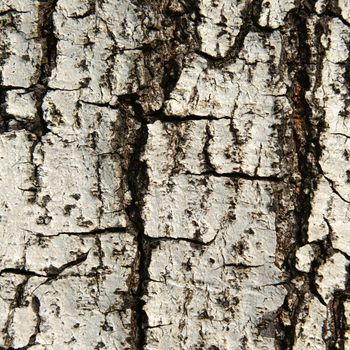 Close up texture of fracture on the tree bark. 