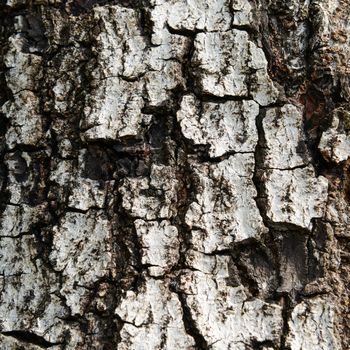 Close up texture of fracture on the tree bark. 