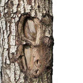 Close up texture of fracture on the tree bark (isolated on a white background)