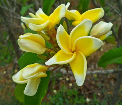 close-up shot for  frangipani flowers