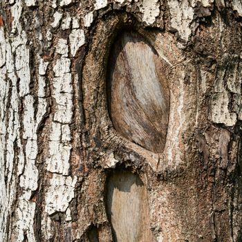 Close up texture of fracture on the tree bark. 