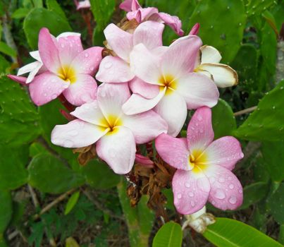 close-up shot for  frangipani flowers