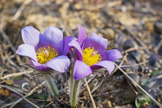 Violet snowdrops bloom spring in the coniferous forest