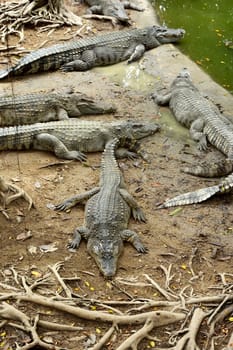 Sleeping crocodiles on crocodile farm, Thailand