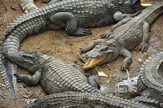 Sleeping crocodiles on crocodile farm, Thailand