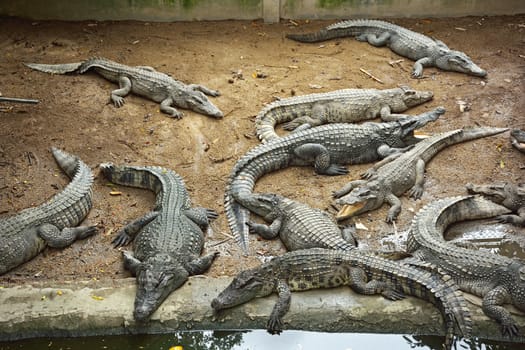 Sleeping crocodiles on crocodile farm, Thailand