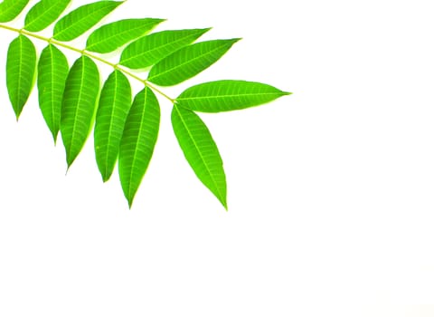 Green Leaves on a white background