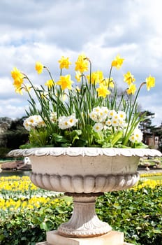 Decorated stone pot of daffodils and primroses in the park