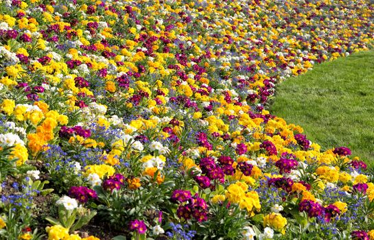 Primroses and forget me not flowers in the spring park