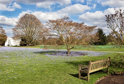 Wooden bench in a spring park with forget-me-no flowers