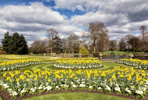 Daffodils and marguerites in spring park