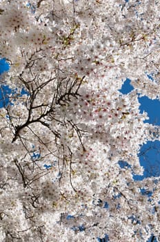 Morello tree in the spring